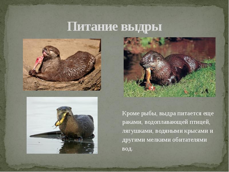 Выдра загадка для детей