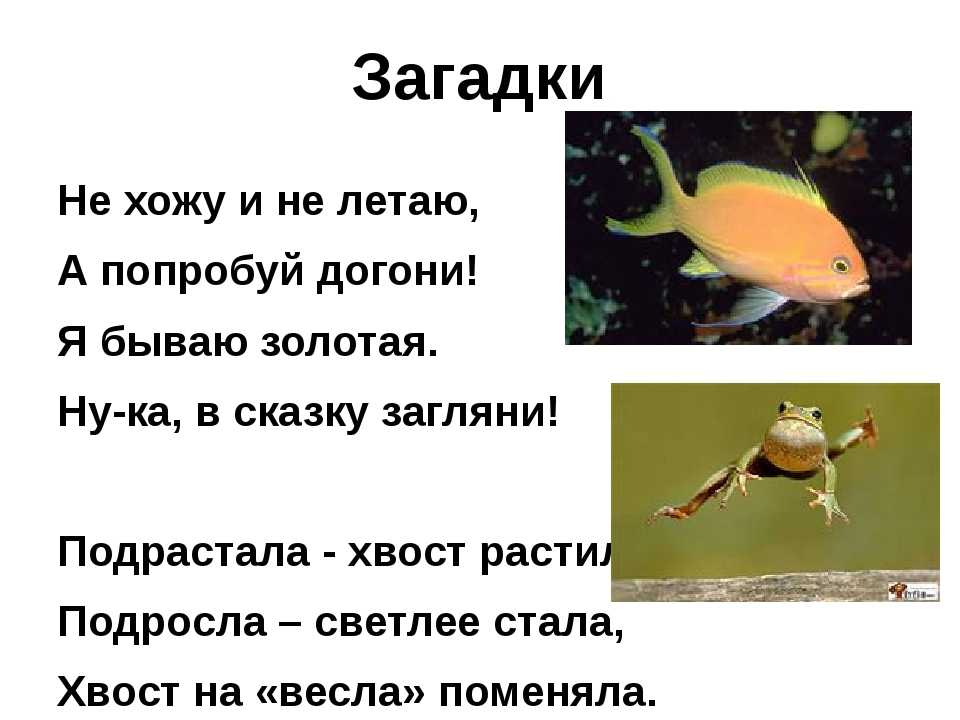 Загадки про ученых биологов