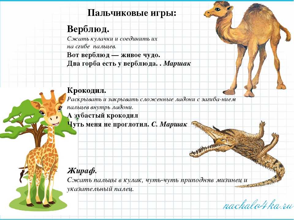 Сафари (в африке)