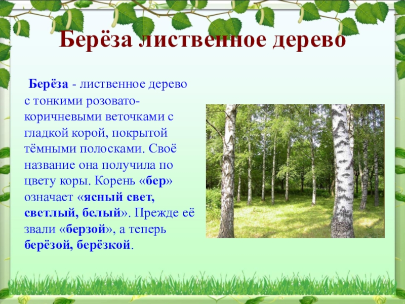 25 интересных фактов о березе