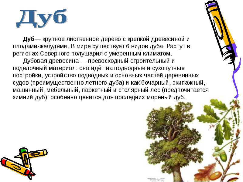 Сообщение про жизнь деревьев