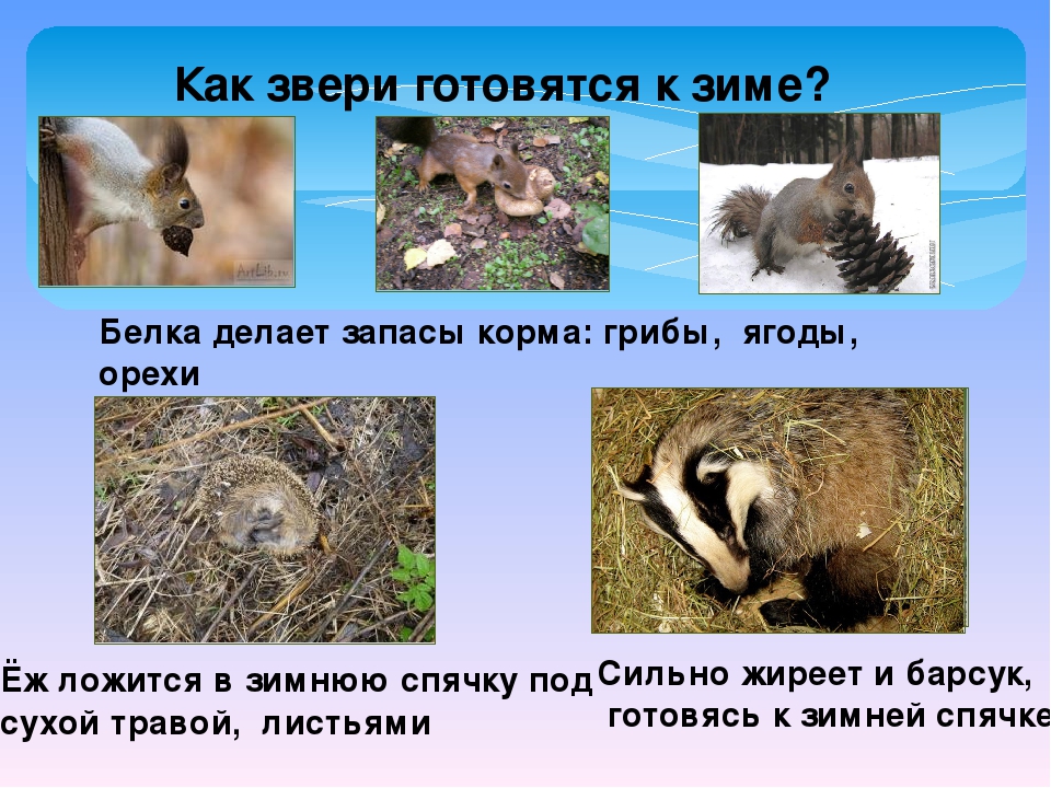 Как животные готовятся к зиме. как волк готовится к зиме? как животные готовятся к зиме кратко
