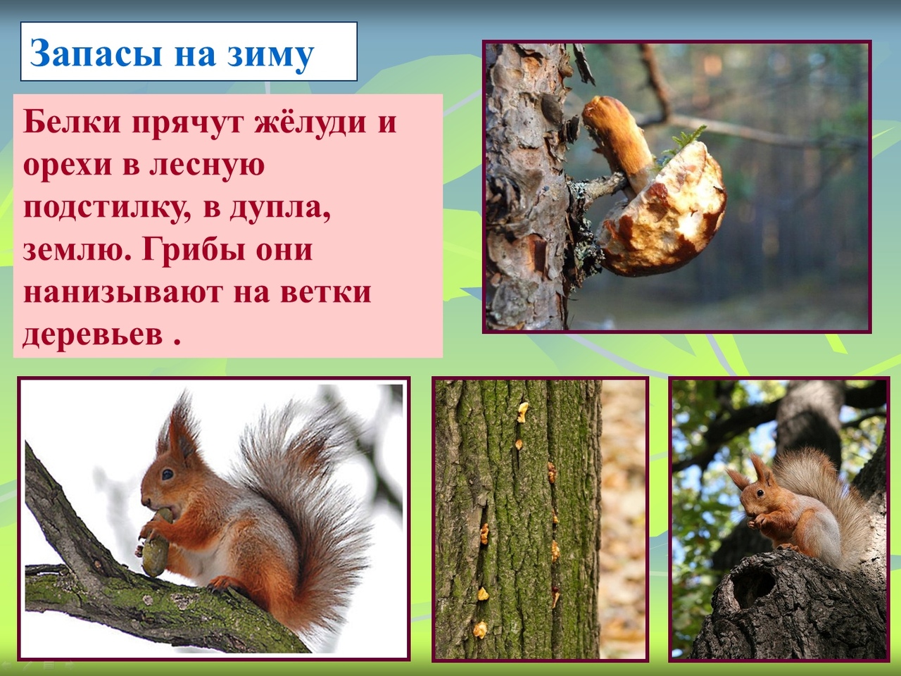 Зимние тяготы самого большого лесного зверя