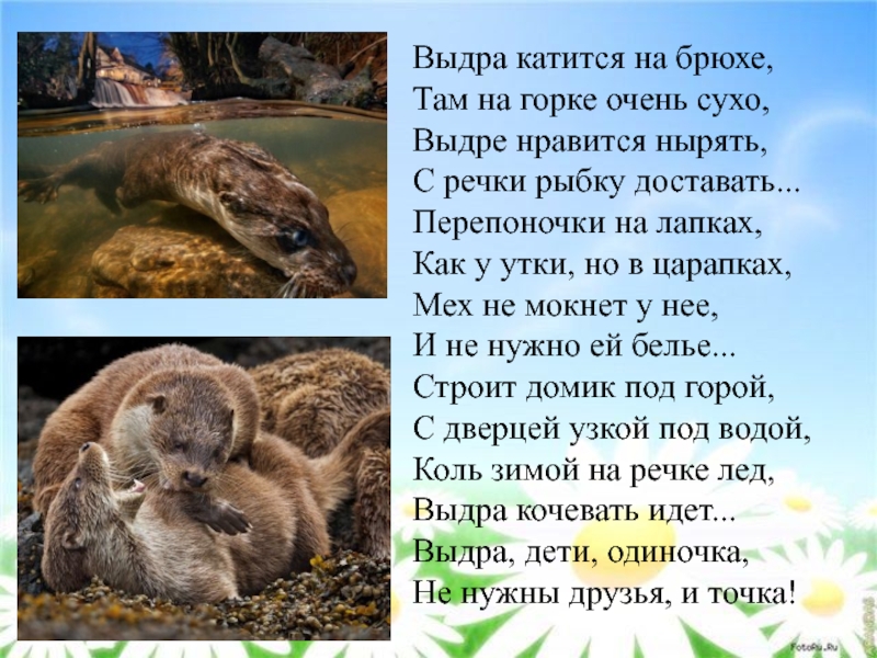 Загадки про диких и домашних животных с ответами для 1-4 класса
