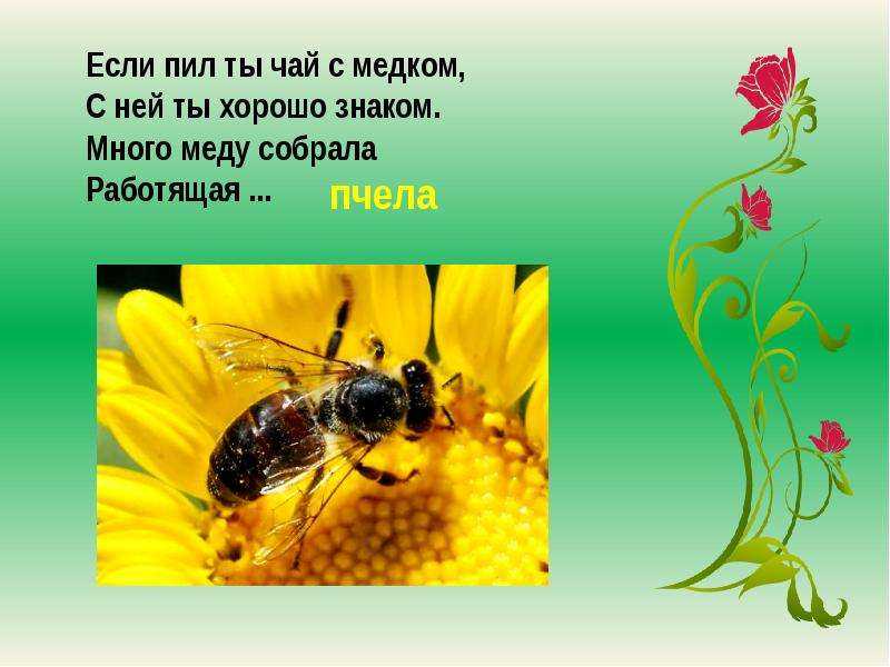 Пчела и оса сходство и различие
